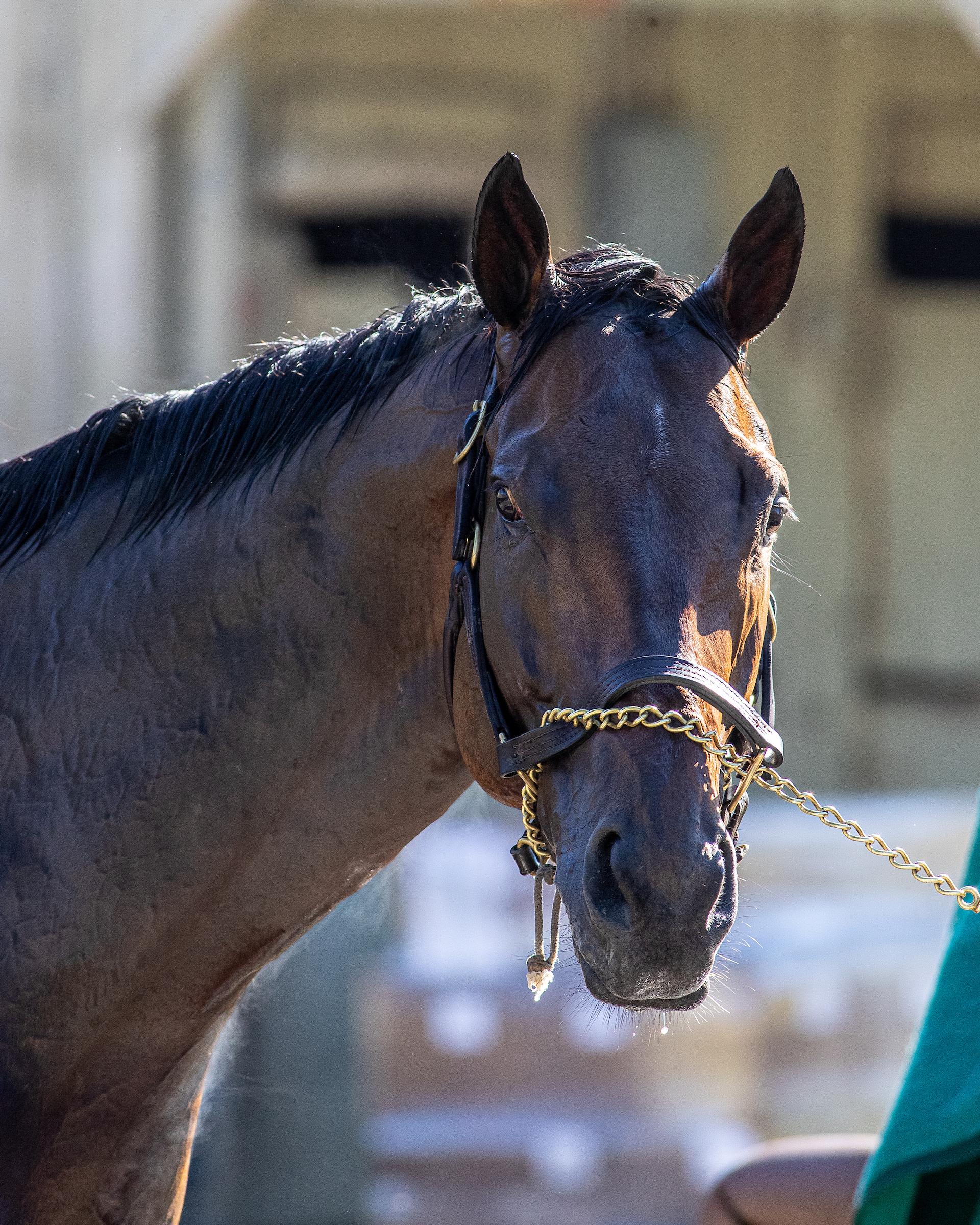Whitney Stakes, Saratoga Race Course, Breeders' Cup Classic, horse racing, America's Best Racing, ABR Whitney Stakes, Saratoga Race Course, Breeders' Cup Classic, horse racing, America's Best Racing, ABR